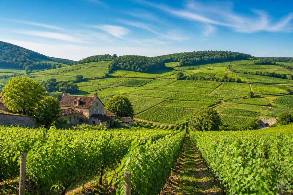 Tables vigneronnes en bourgogne : découvrez le terroir