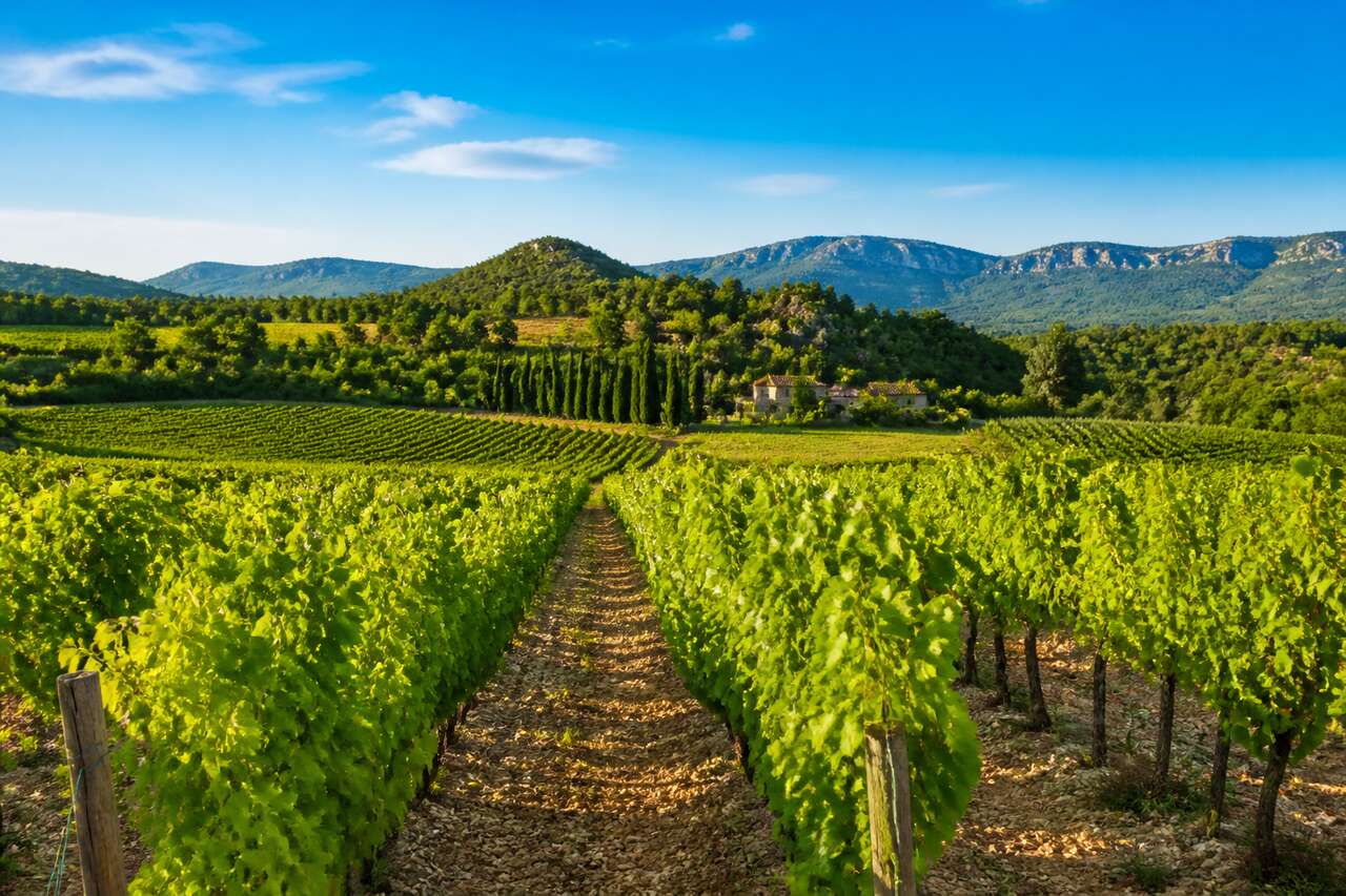 Découverte de la route des vins en Provence