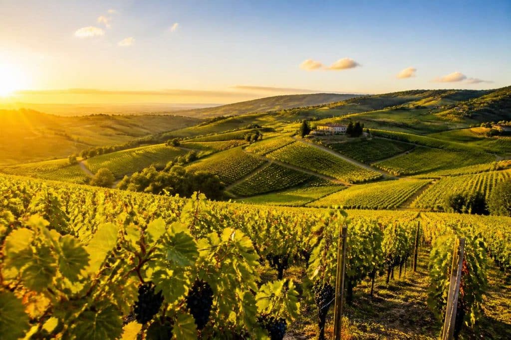 Route des vins du Beaujolais : découvrez les vignobles