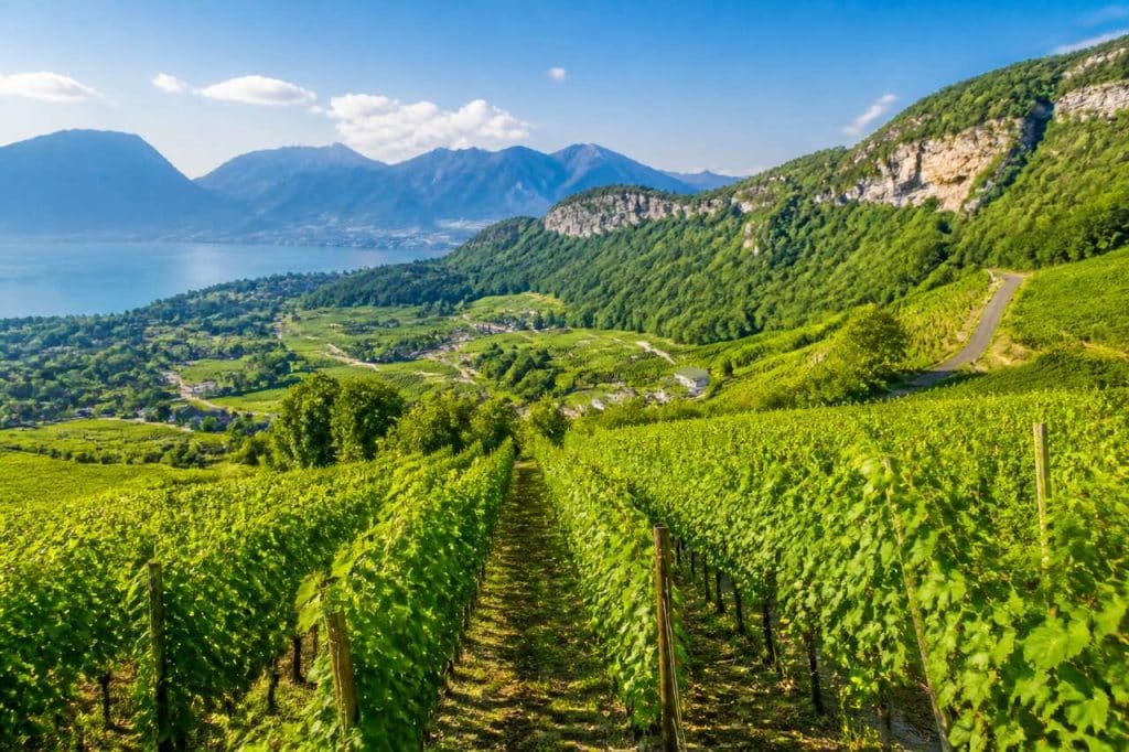 Route des vins de Savoie : découverte des vignobles