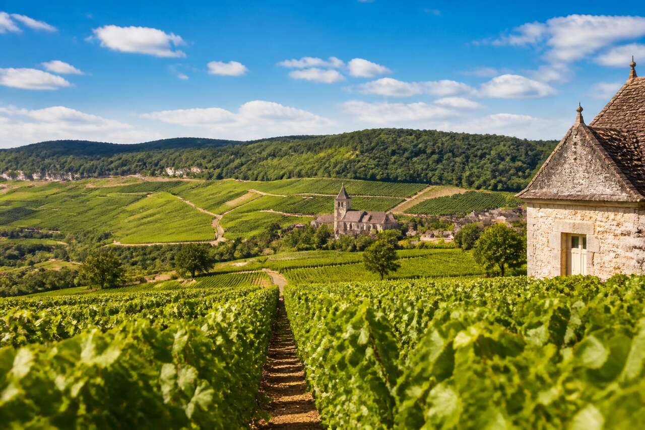 Route des vins : chablis, grand Auxerrois et Châtillonnais