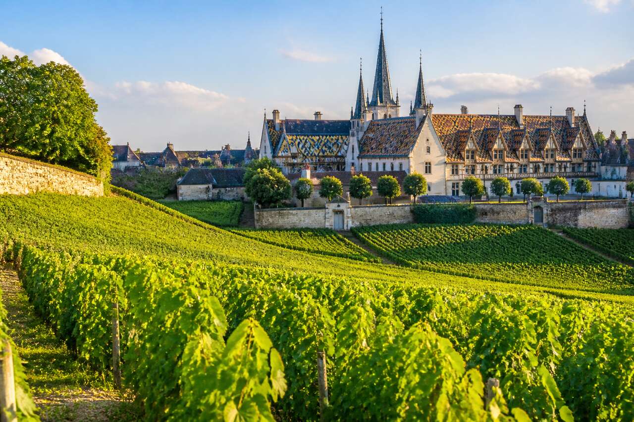 Route des vins en Côte de Beaune : découvrez cette expérience unique