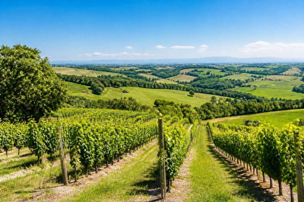 Madiran : découvrez la route des vins du Sud-Ouest