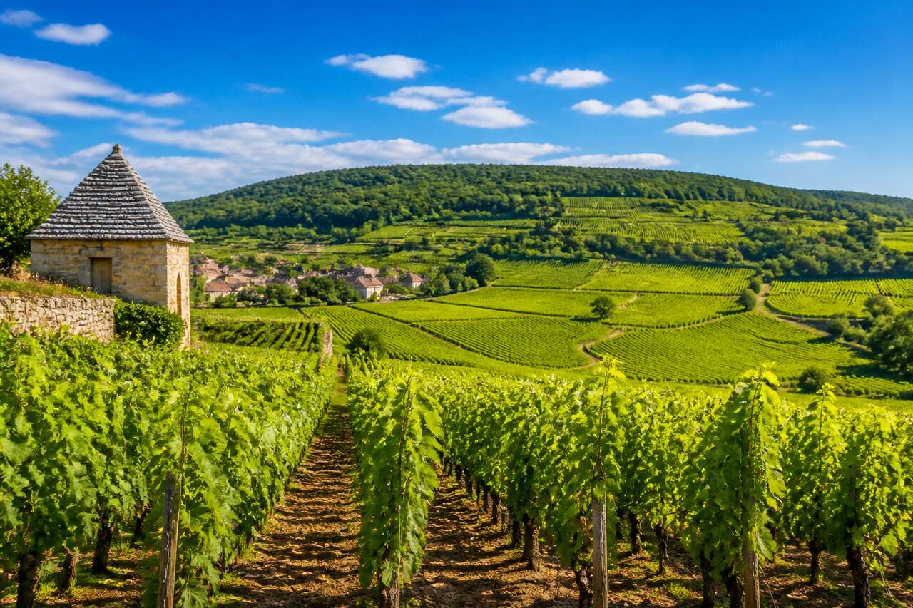 Découvrir Nuits-Saint-Georges : guide du vignoble de Bourgogne