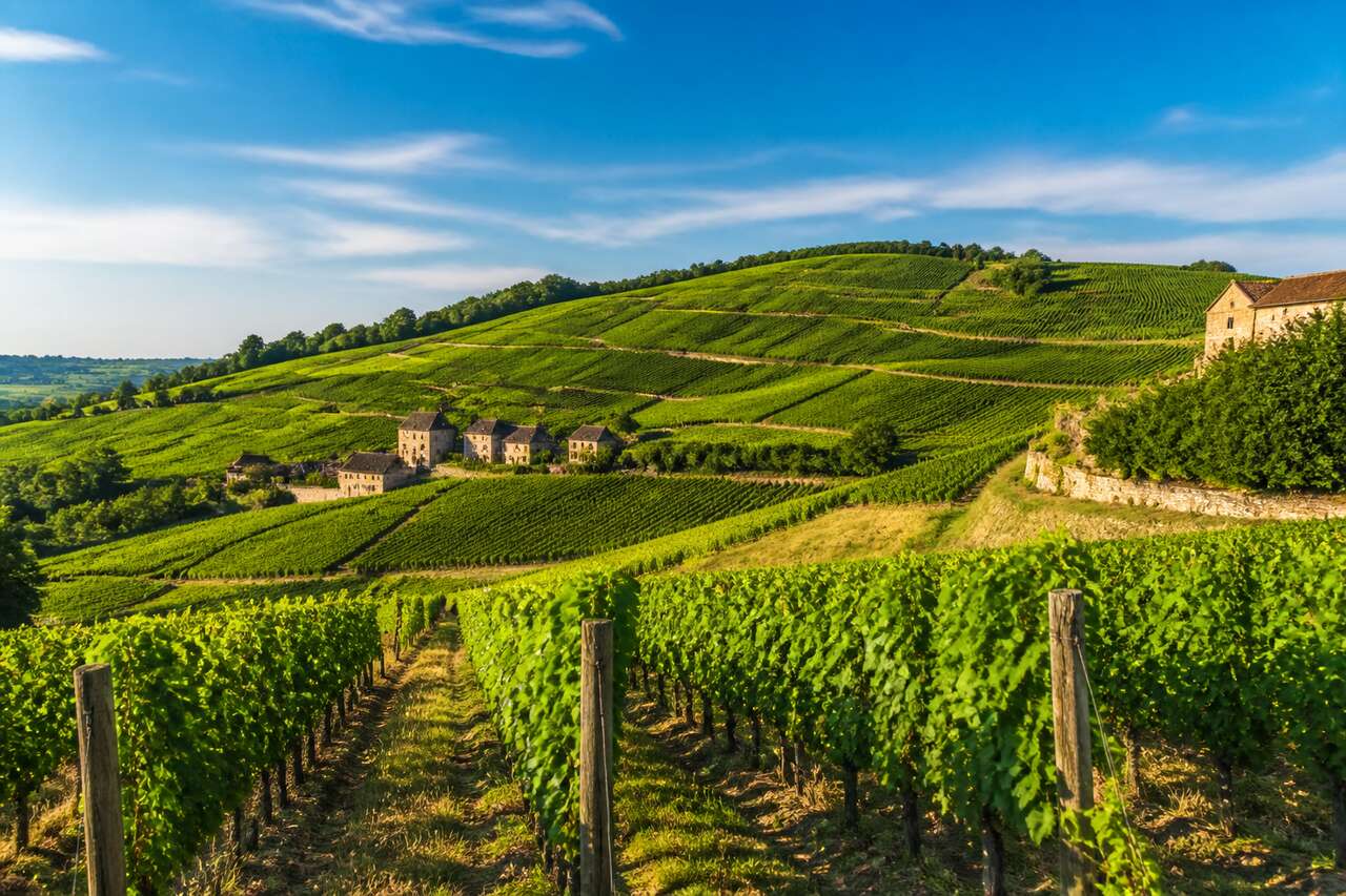 Circuits route des vins en France